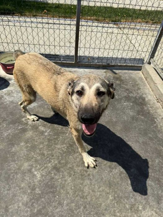 Adopta un caine - un sufletel are nevoie de stapan!