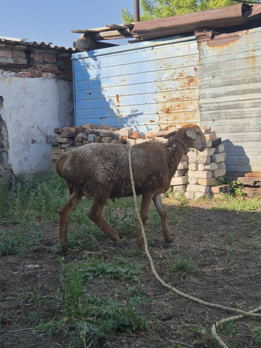 Продам гисар кошкарчик.