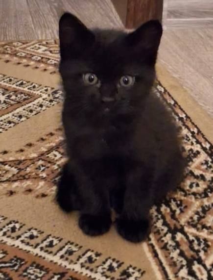 Котята, обе девочки