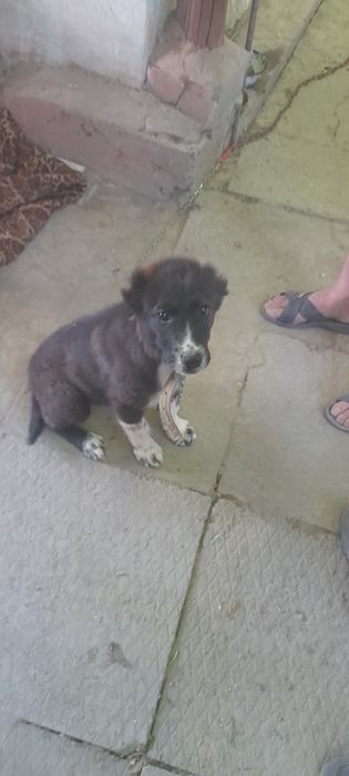 Toza alabay zodli it