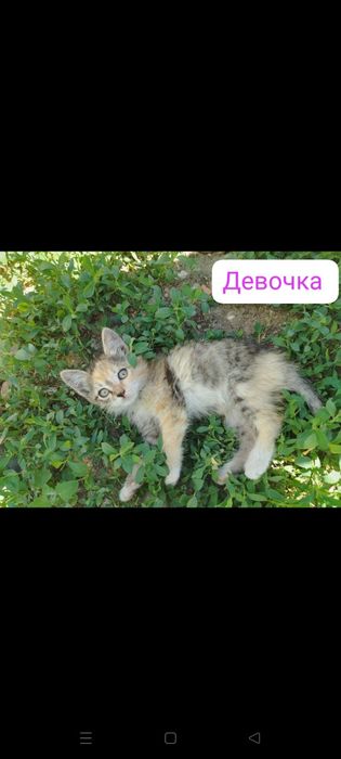 Отдам даром котят.
