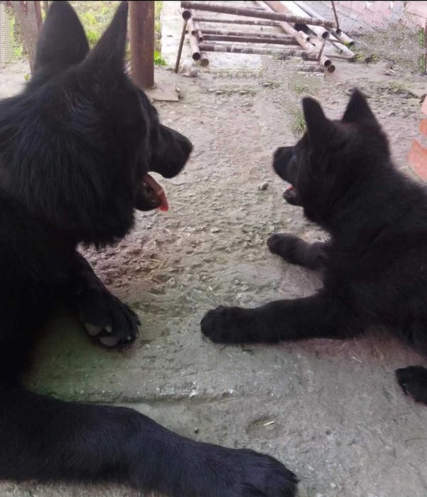 Немецкая овчарка щеночки чёрные