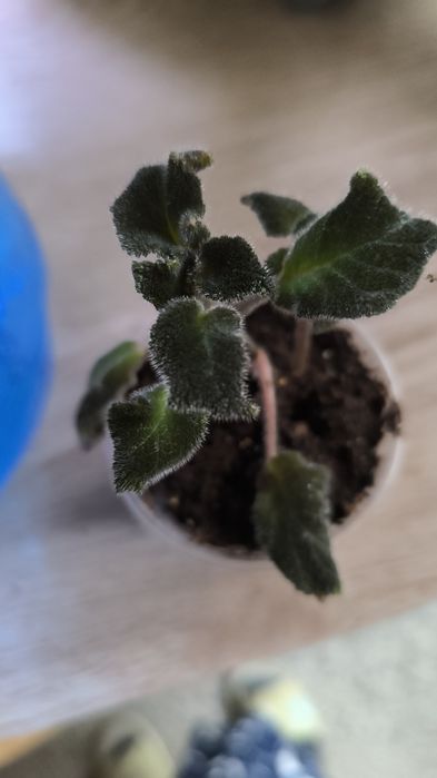 Эписция,распродажа,7 сортов