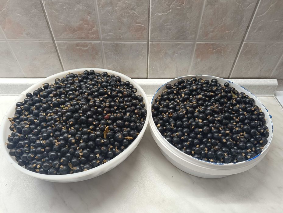 Черная смородина продам