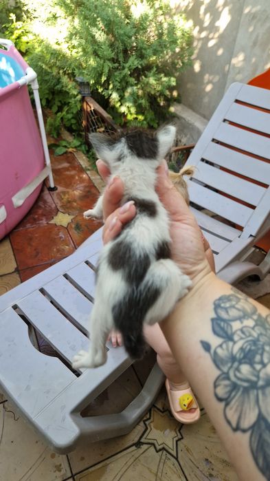 Котята трое бесплатно в добрые руки