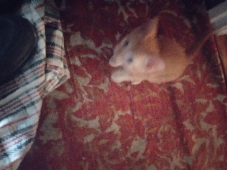 Котята Двухмесячные