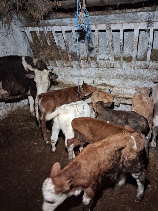 Vând taurasi baltati și belgieni