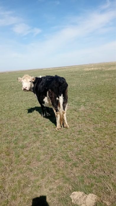 Корова, Сиыр, КРС.