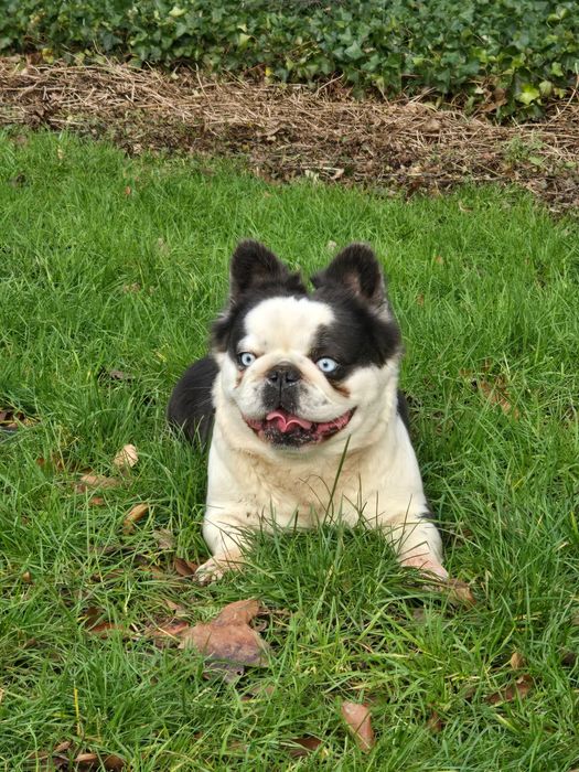 French bulldog for new home