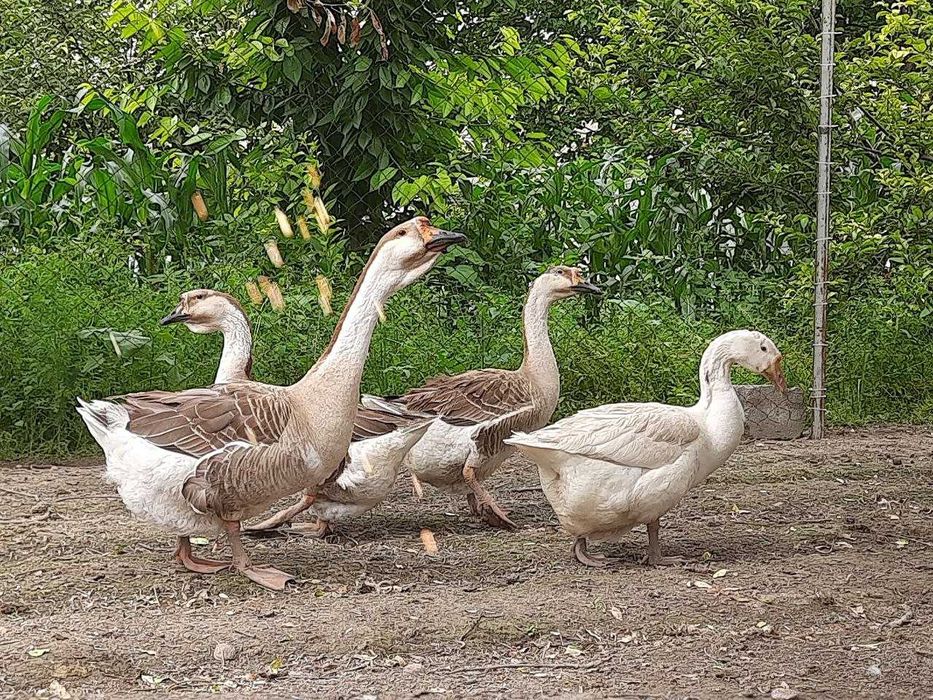 G`ozlar sotiladi 4 dona