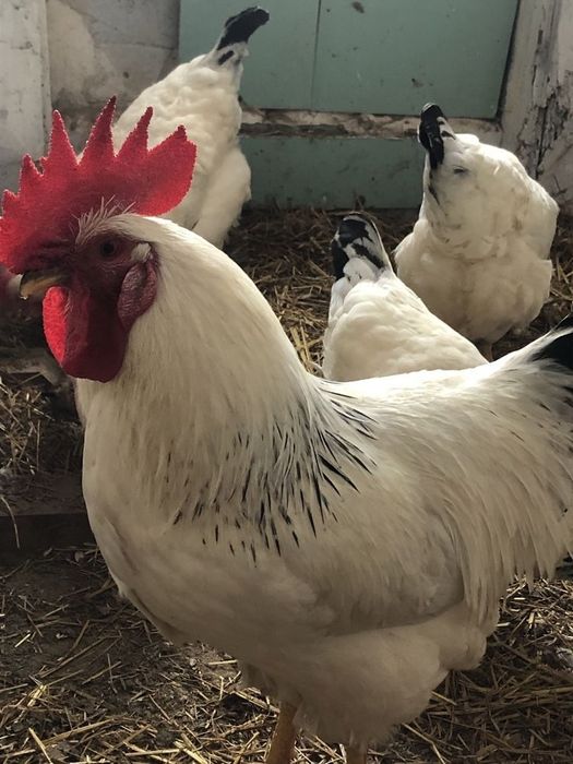 Петух Әтеш продам