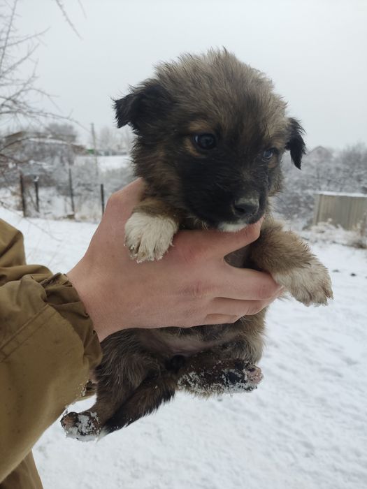 Отдам щенят( малышей- мелкашей)