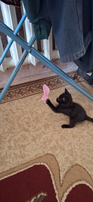 Отдам котёнка в добрые руки