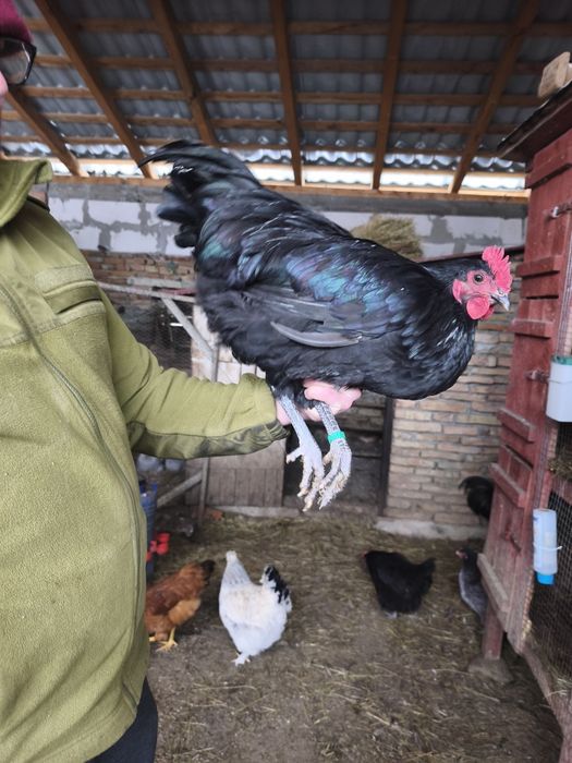 Vând cocoși Australorp