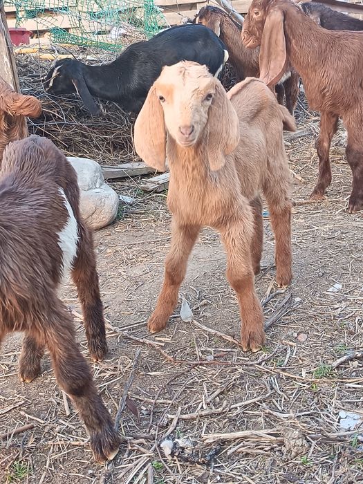 Лақтар сатылады Ұрғашы еркек