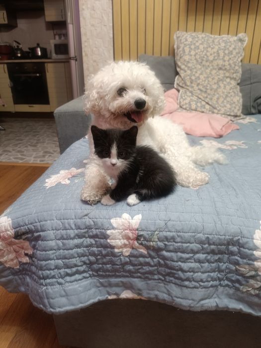 Котенок маленький