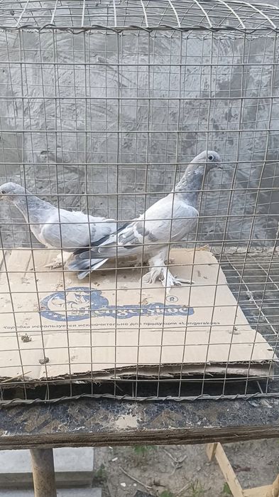Голуби авганцы (касаны)