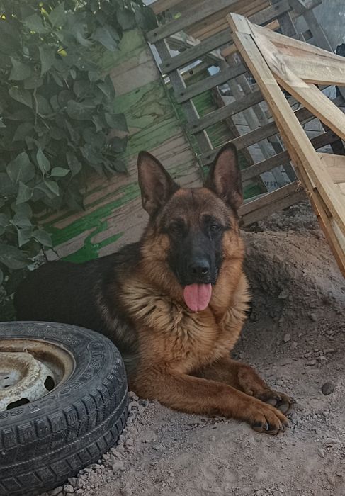 Вязка немецкой овчарки(появился к продаже алиментный щенок, кобель))