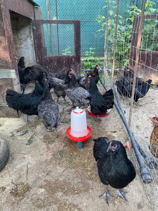 Australorp alb negru albastru splash tineret gaini tinere cocosi