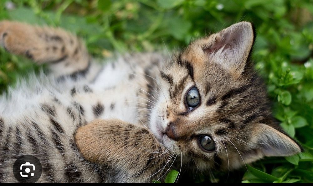 Бесплатно котята. Щенки черные, коричневые