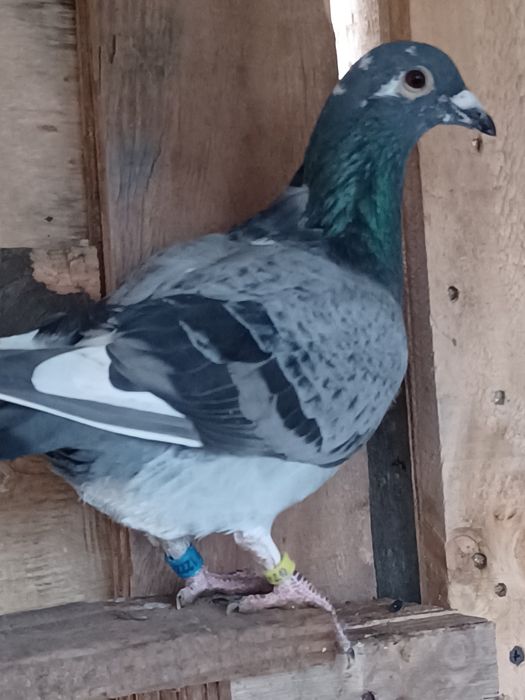 Pui de porumbei 2006