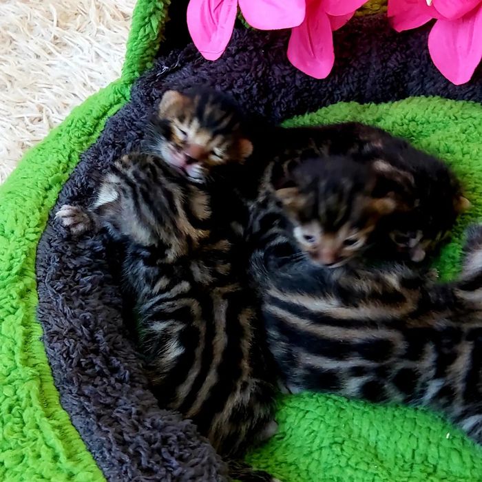 Бенгальские РОСКОШНЫЕ  Котята!
