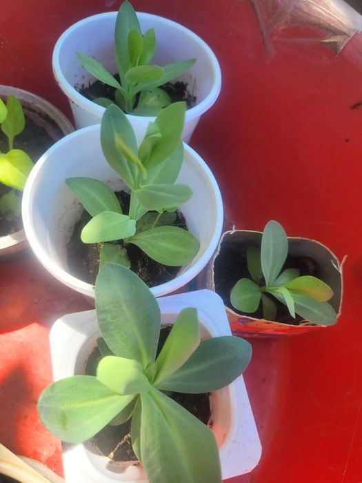 Цветок белая эустома
