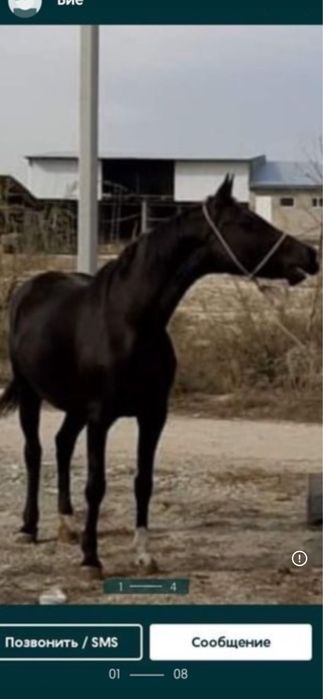 Таза қан бие сатылымда