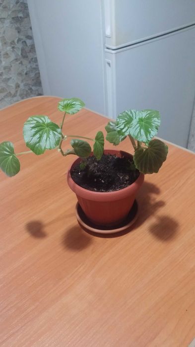 Комнатная бегония