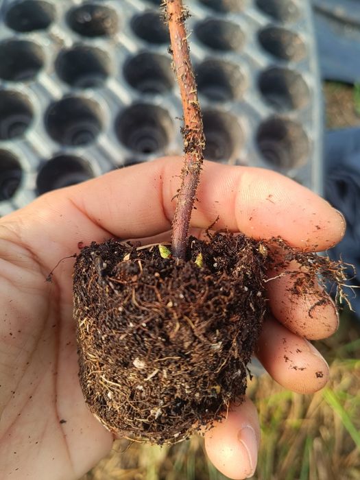 Целогодишни и сезонни ягоди + малини Люлин – пикиран разсад