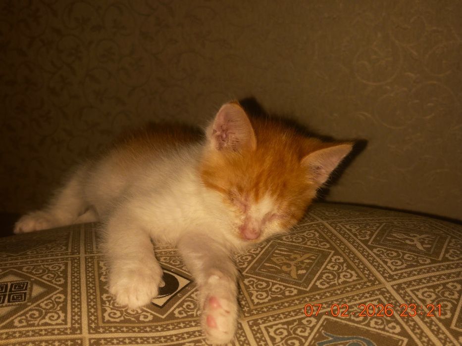 Котик за бесплатно