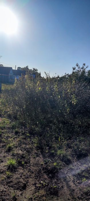 Продам дачу с баней в  СТ  Борки