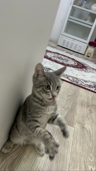 Ищем кошечку на вязку(первый раз)