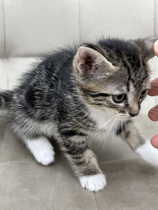 Отдадим котят в забртливые руки