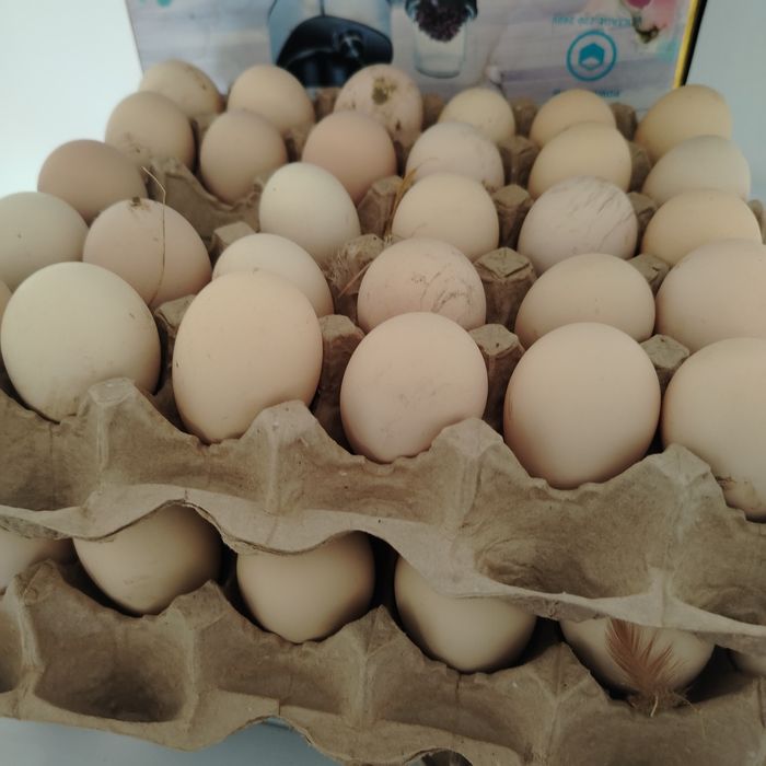 Жұмыртқа   инкубатор  арналған