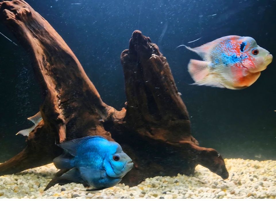 Попугай-Flowerhorn