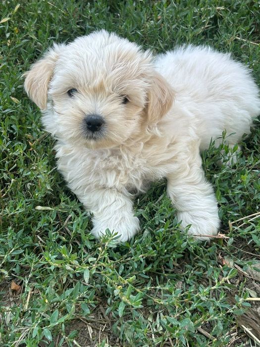 Donez căței bichon de 8 saptamini