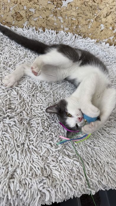 Котенок, девочка, 3,5 месяца