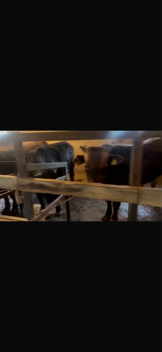 15 бас 1.5 жас бұқалар