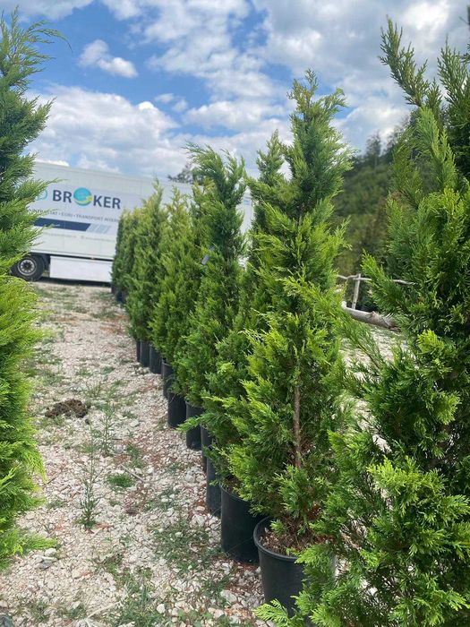 Plante Decorative Premium – Aspect Dens și Servicii de Plantare