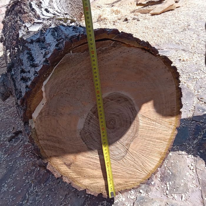Tulpină NUC, lungime 2,5m