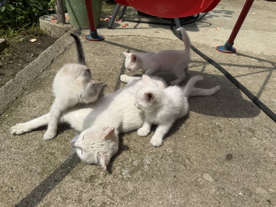Бели котенца търсят дом