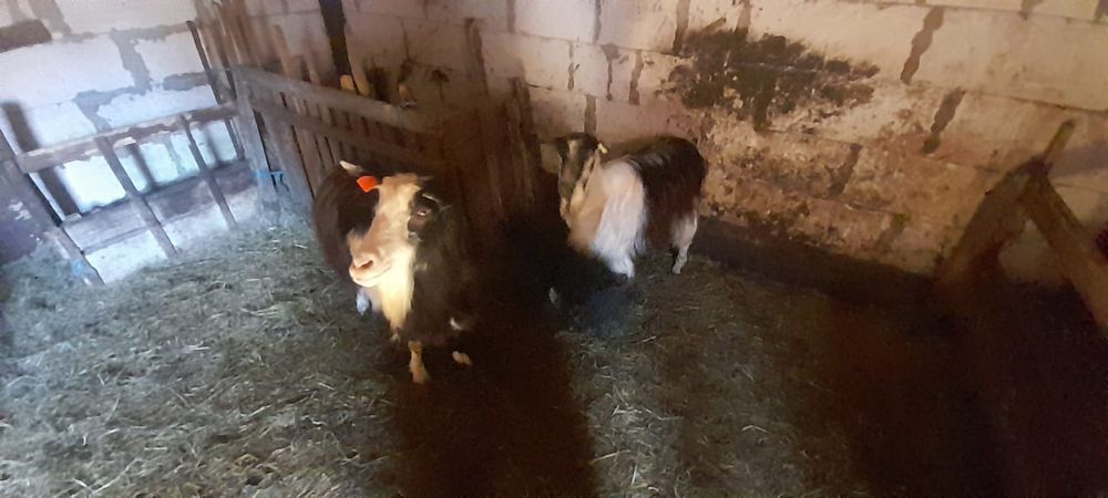 Vand 2 capre bune de lapte