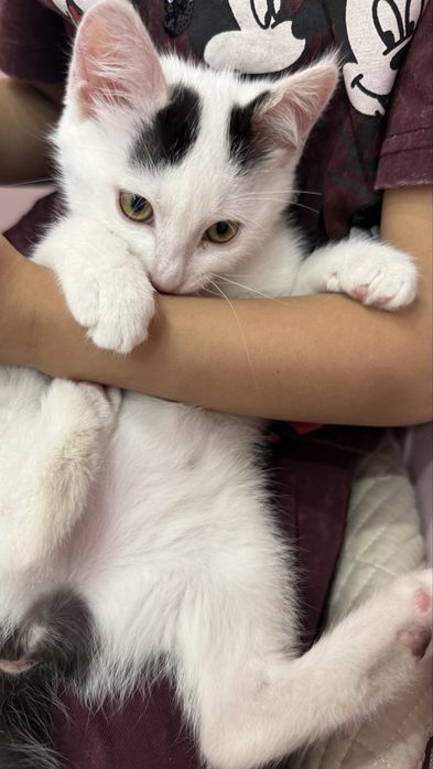 Котенок 3месяца