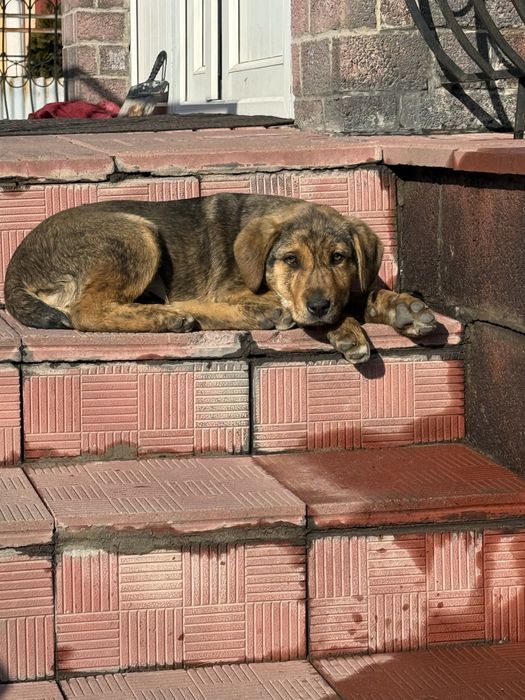 Отдам в добрые руки