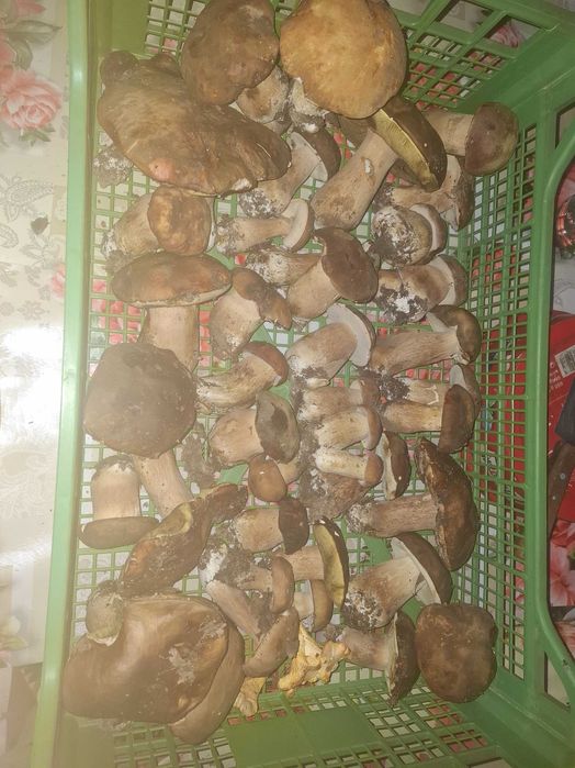 Vând Hribi adunați acum sunt proaspeți.