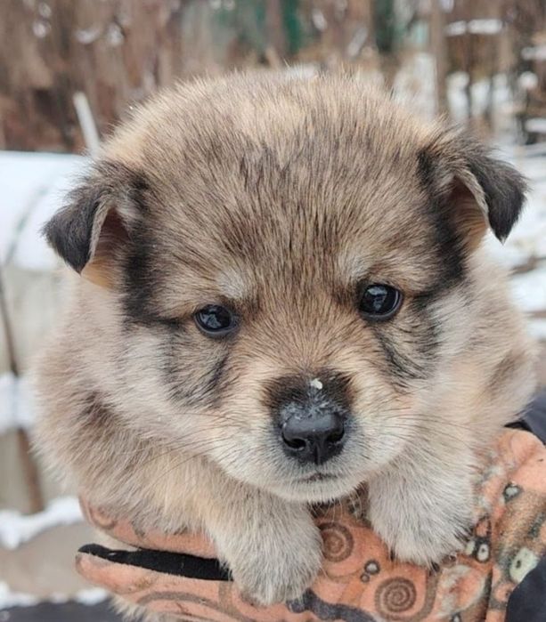 Отдам щенка 2 месяца