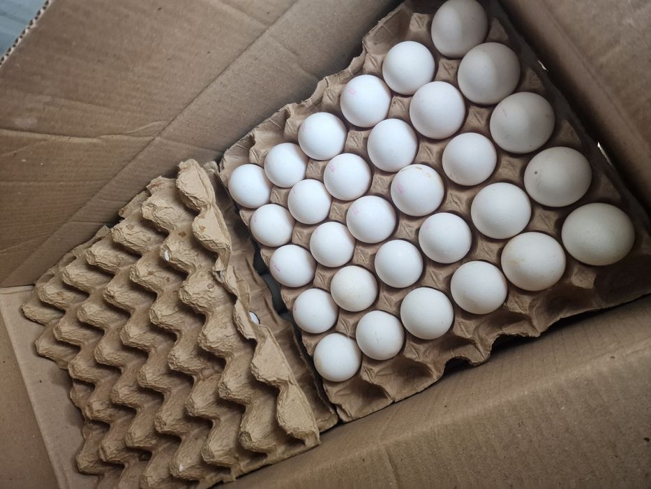 Куриные яйца оптом