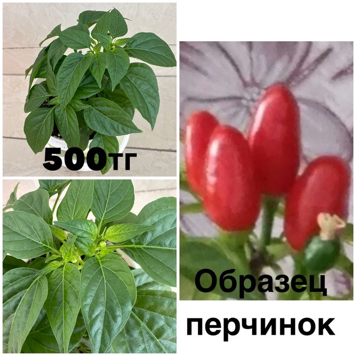 Комнатный горький перец