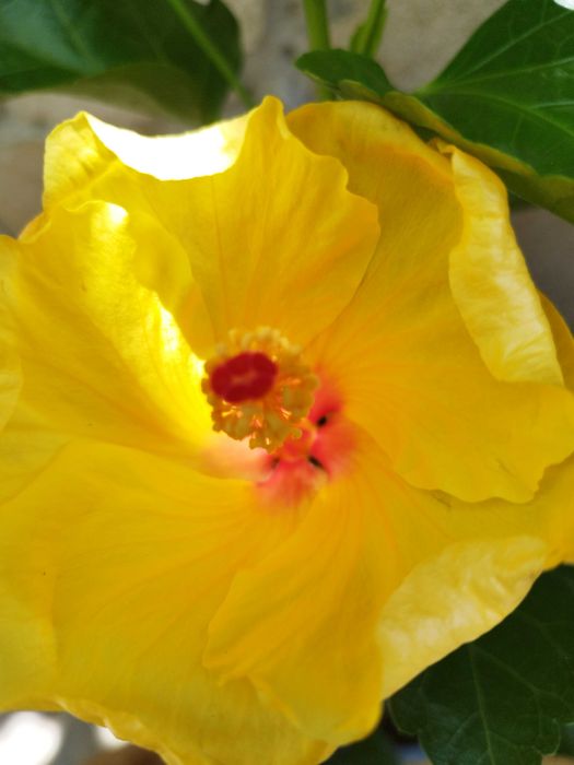 Китайски рози  различни цветове